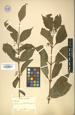 LE 01007250