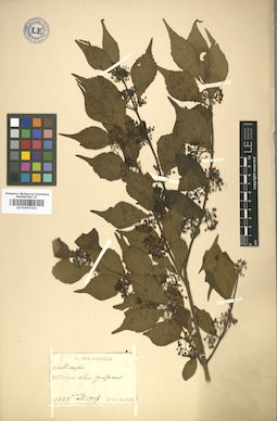 LE 01007251