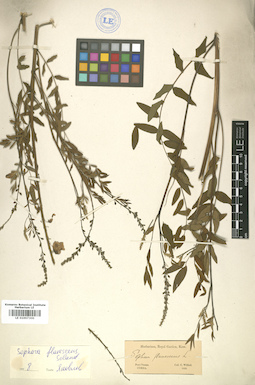 LE 01007300