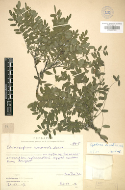 LE 01007302