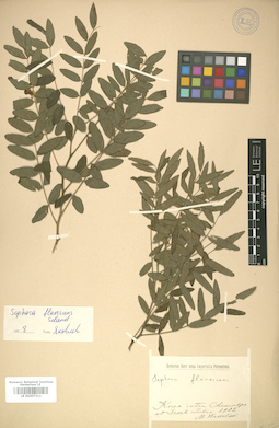 LE 01007311