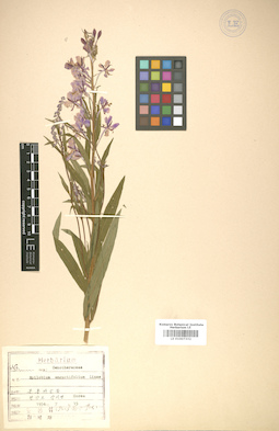 LE 01007332