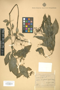 LE 01007350