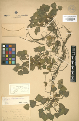 LE 01007366