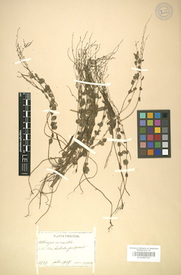 LE 01007367