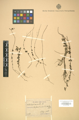 LE 01007368