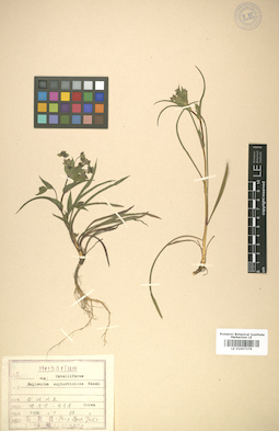 LE 01007376