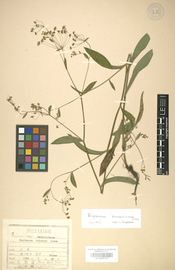 LE 01007377