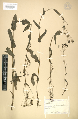 LE 01007388
