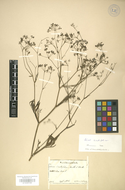 LE 01007389
