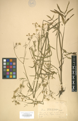 LE 01007420