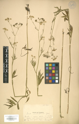 LE 01007421