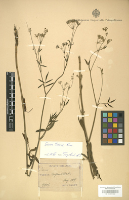 LE 01007424
