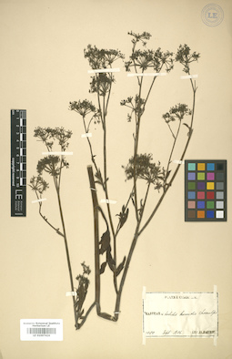 LE 01007426