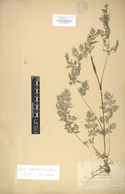 LE 01007429