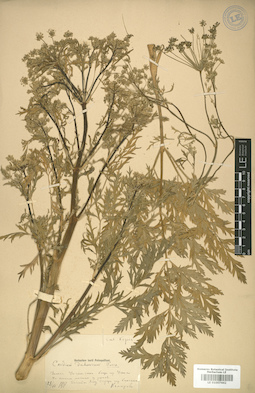 LE 01007442