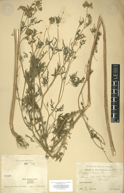 LE 01007443