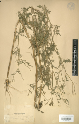 LE 01007444