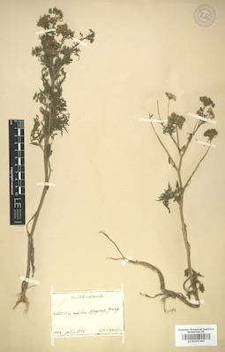 LE 01007445