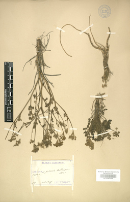 LE 01007446