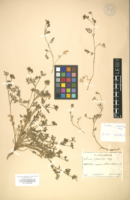 LE 01007448