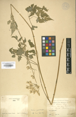 LE 01007478