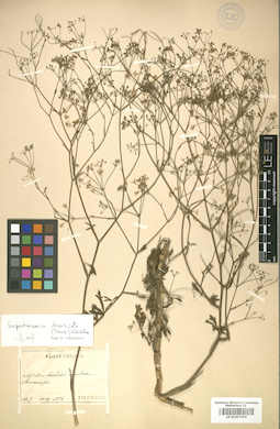LE 01007494