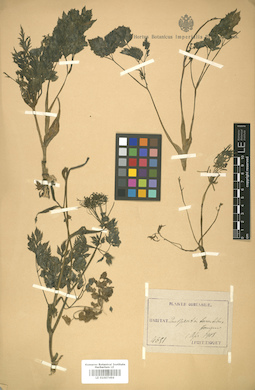 LE 01007496