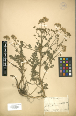 LE 01007497