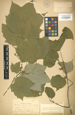 LE 01007499