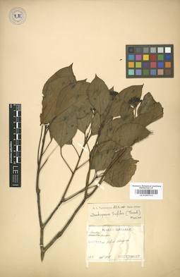 LE 01007513