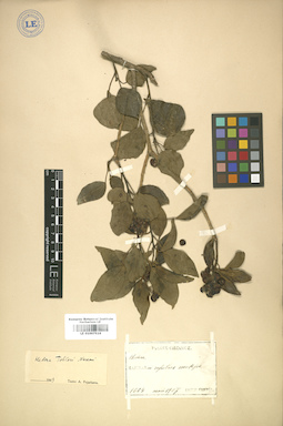 LE 01007516