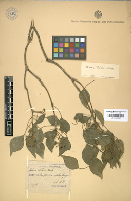 LE 01007517