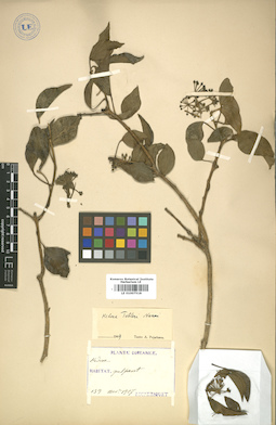 LE 01007518