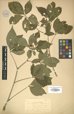 LE 01007523