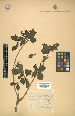 LE 01007524