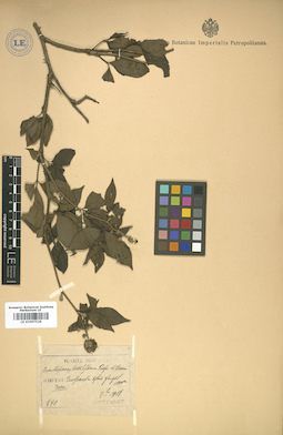 LE 01007526
