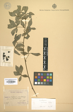 LE 01007527