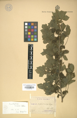 LE 01007528