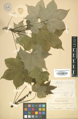 LE 01007532