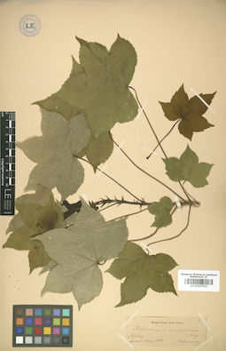 LE 01007533