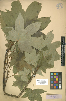 LE 01007534