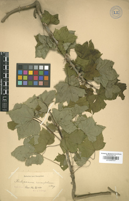 LE 01007537