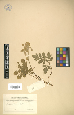LE 01007615