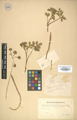 LE 01007616