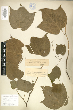 LE 01007702