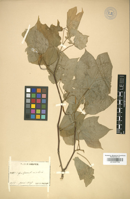 LE 01007704