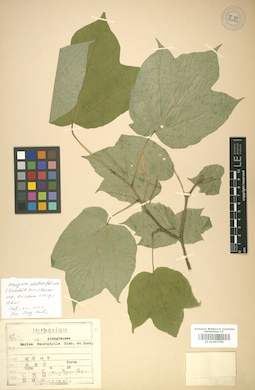 LE 01007705