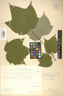 LE 01007707
