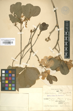 LE 01007798